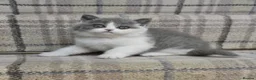 British Shorthair cats for sale: GCCF British Shorthair blue bi colour girl - Advert 10
