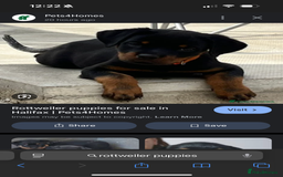Staffordshire Bull Terrier dogs for sale: WANTED!  - Image 3