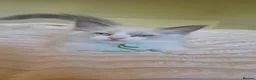 Ragdoll cats for sale: Gorgeous Blue-Eyed Ragdoll Kitten 😸  - Advert 3