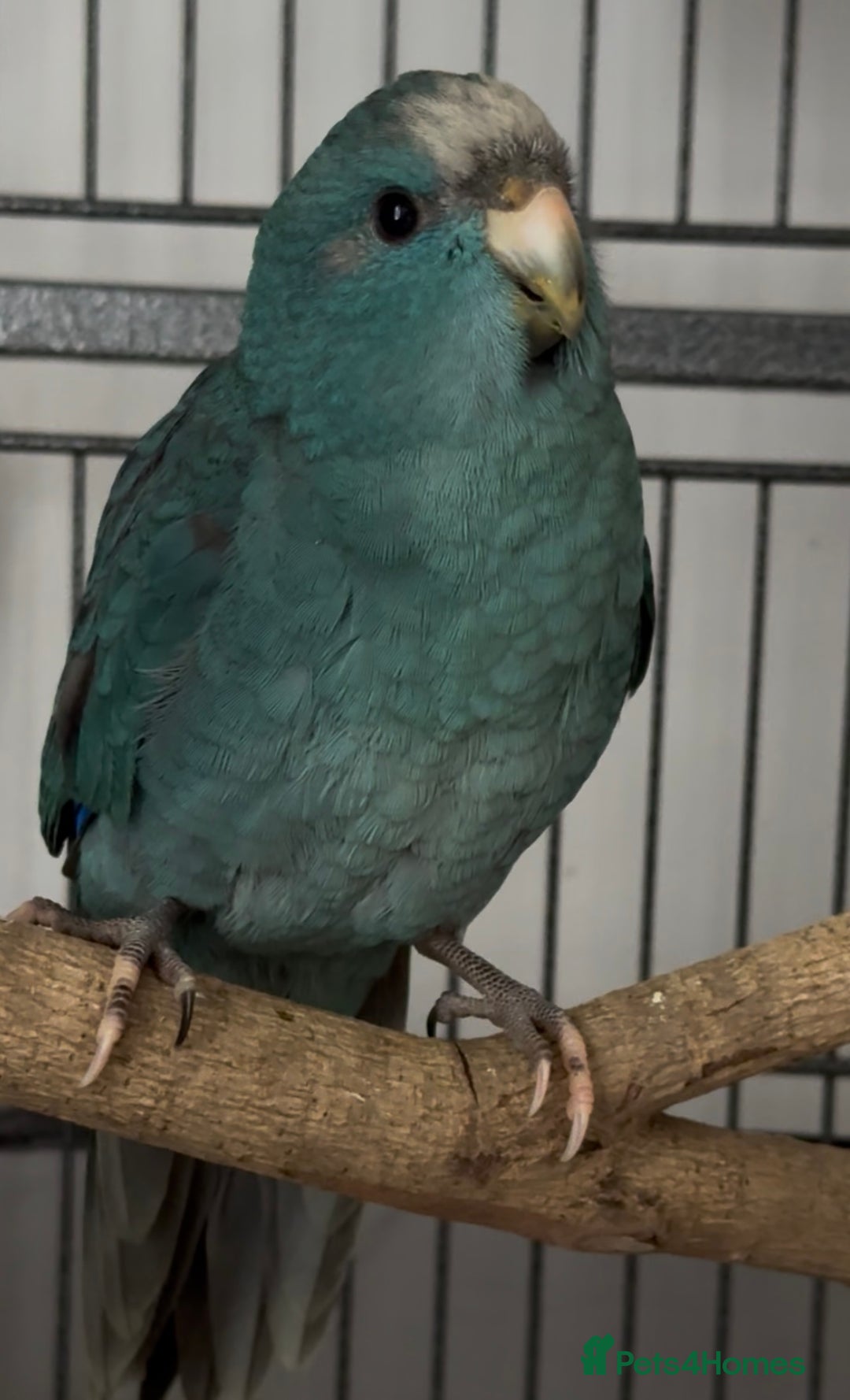 Parakeets birds for sale: Kakarikis ready to go 1 male 2 female - Image 4