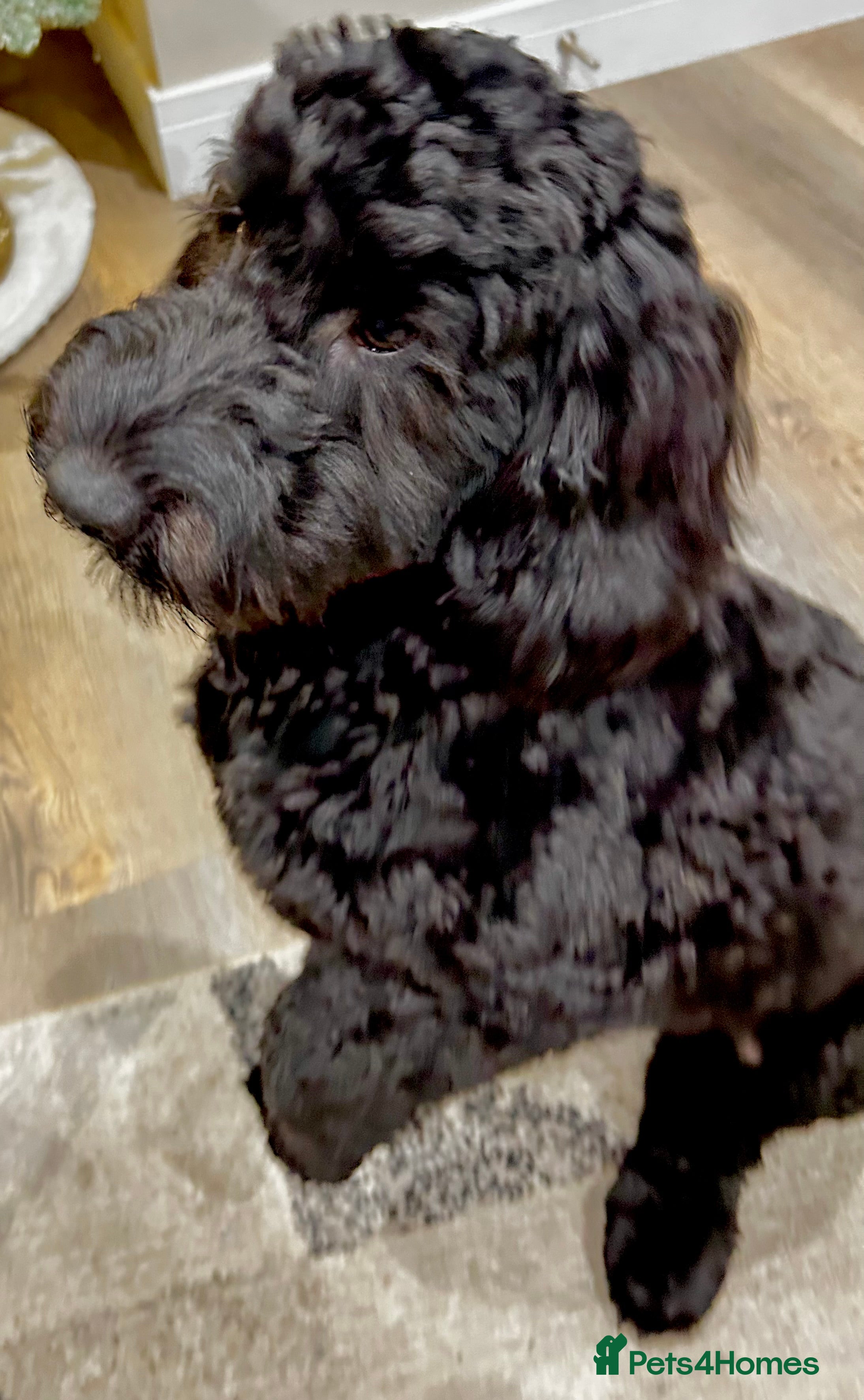 Cockapoo dogs Black Male Cockapoo Puppy - Advert 1