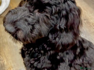 Cockapoo dogs Black Male Cockapoo Puppy - Advert 4