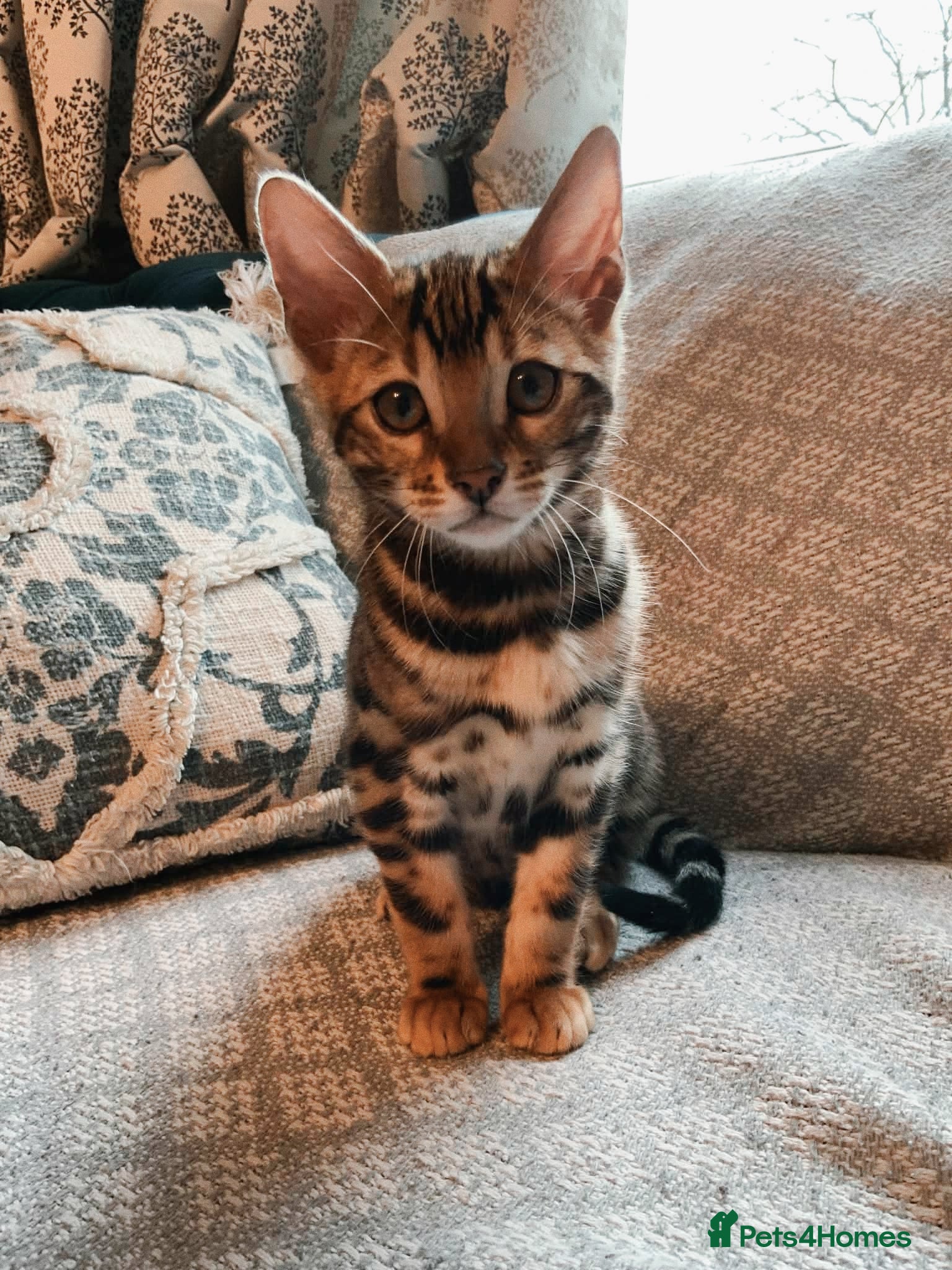 Bengal cats Stunning Bengal kittens for sale - Advert 2