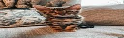 Bengal cats for sale: Stunning Bengal kittens for sale - Advert 1
