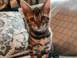 Bengal cats Stunning Bengal kittens for sale - Advert 2