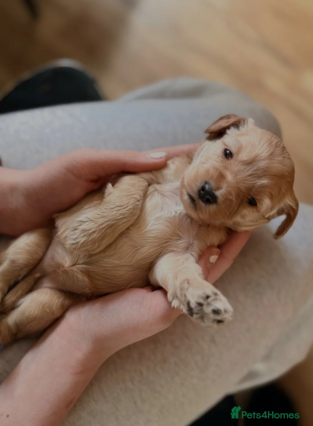 Cockapoo dogs for sale: Cockapoo puppies for sale - Advert 15