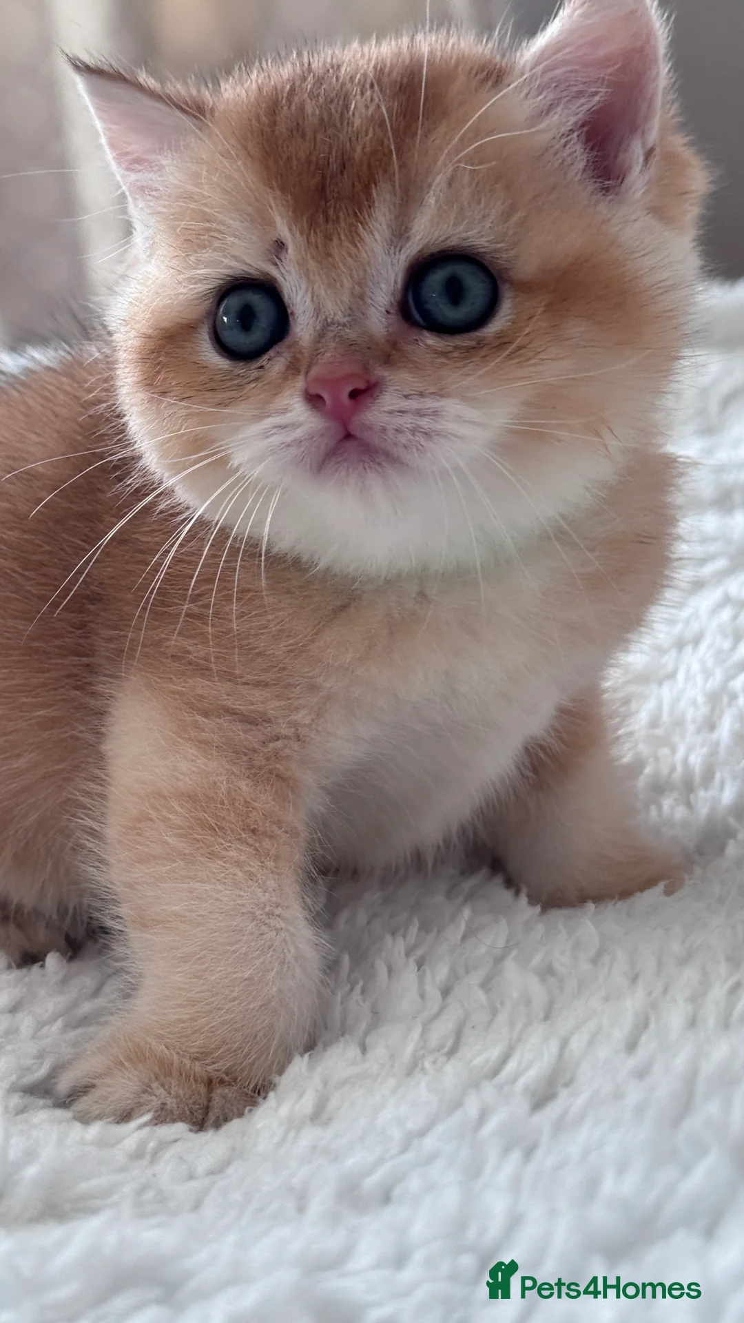 British Shorthair cats for sale: Adorable GCCF BSH BY12 NY12Chocolate Gold kittens  - Advert 8