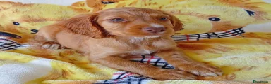 Cocker Spaniel 2