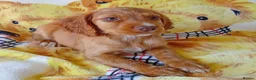 Cocker Spaniel dogs for sale: READY NOW Adorable puppies - Advert 17