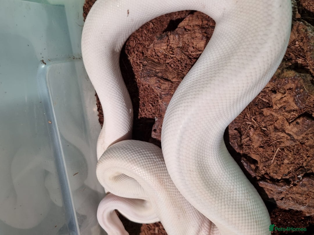 Python Snake reptiles for sale: Breeding trio of royal pythons - Image 13