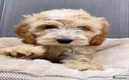 Cockapoo dogs for sale: Quality cockapoo pups  - Image 5