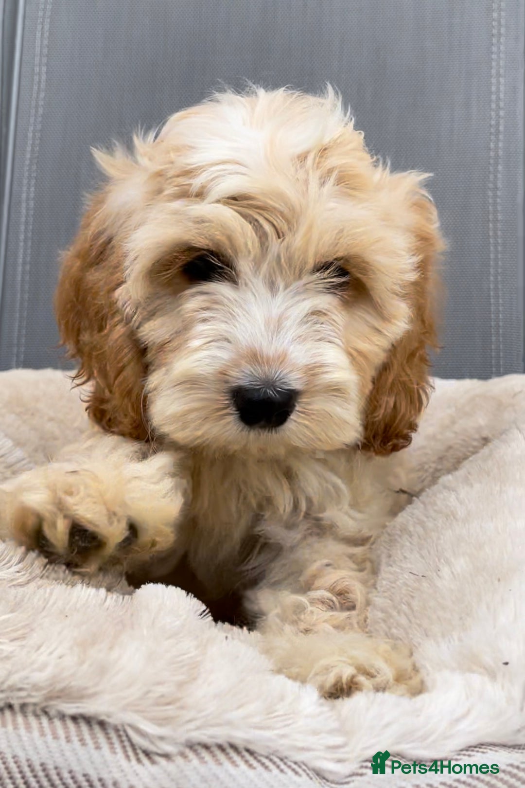 Cockapoo dogs for sale: Quality cockapoo pups  - Image 5
