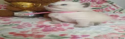 Ragdoll cats for sale: 💖 Two Gorgeous Ragdoll girls for sale 💖 - Advert 4