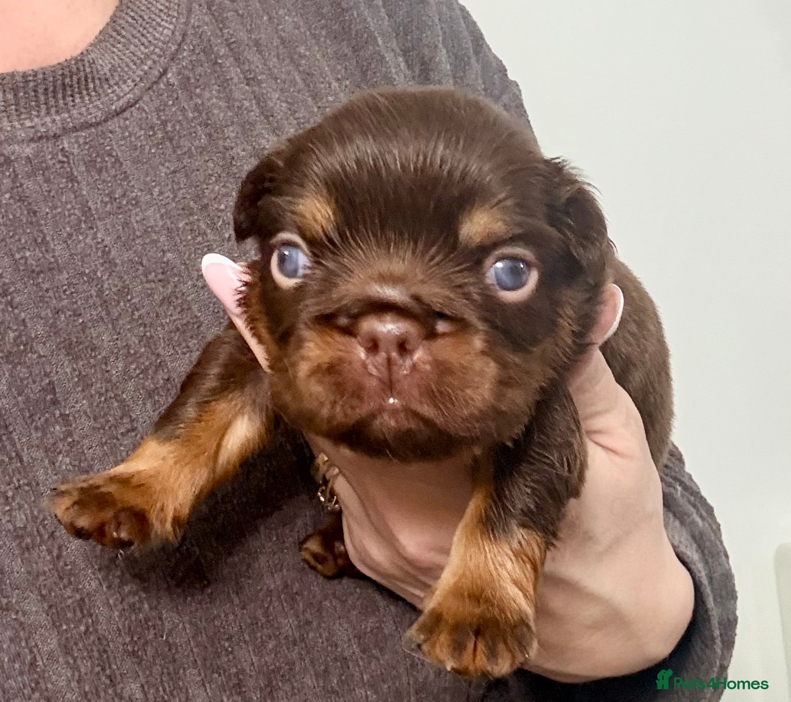 French Bulldog dogs Stunning/healthy Fluffy French Bulldogs 3💙 2🩷 - Advert 1