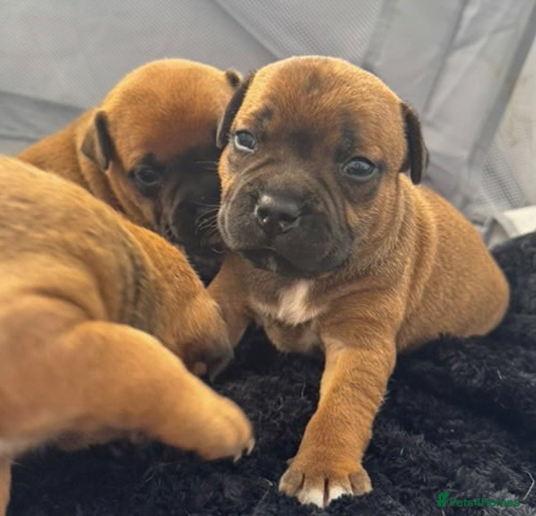 Staffordshire Bull Terrier dogs for stud: 🥨 Top Quality Red SBT Stud 🥨 - Image 14