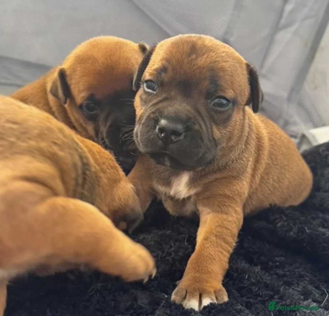 Staffordshire Bull Terrier dogs for stud: 🥨 Crufts Qualified Red SBT Stud 🥨 - Advert 15