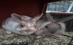 Mixed Breed rabbits for sale: Beautiful friendly baby rabbits  - Image 1