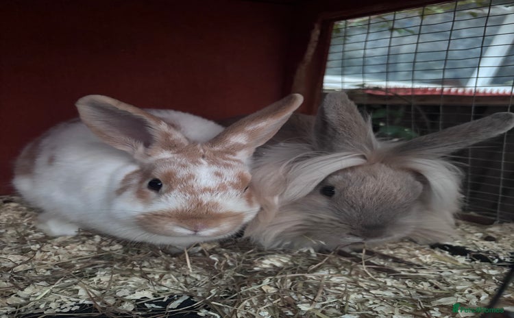 Mixed Breed rabbits - Advert 3