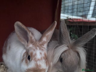 Mixed Breed rabbits - Advert 4