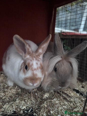 Mixed Breed rabbits - Advert 4