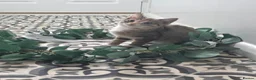 Mixed Breed cats for sale: Beautiful girl looking for her forever home in Newcastle - Advert 5