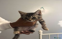 Ragdoll cats for sale: Ragdoll x bengal //// bengal x tabby - Image 39