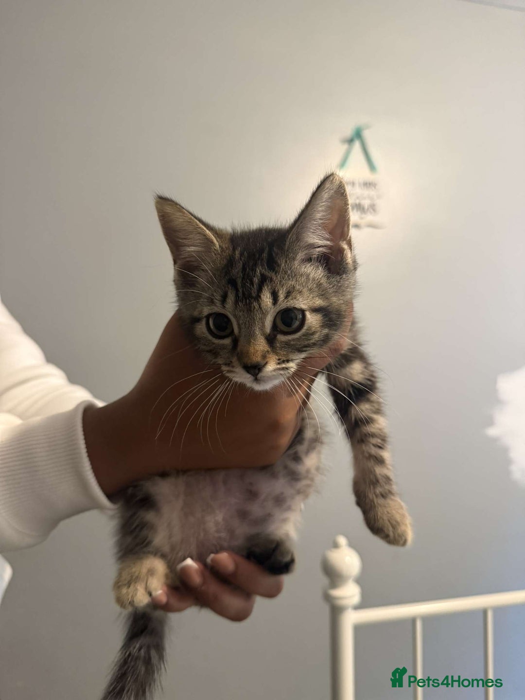 Ragdoll cats for sale: Ragdoll x bengal //// bengal x tabby - Image 39