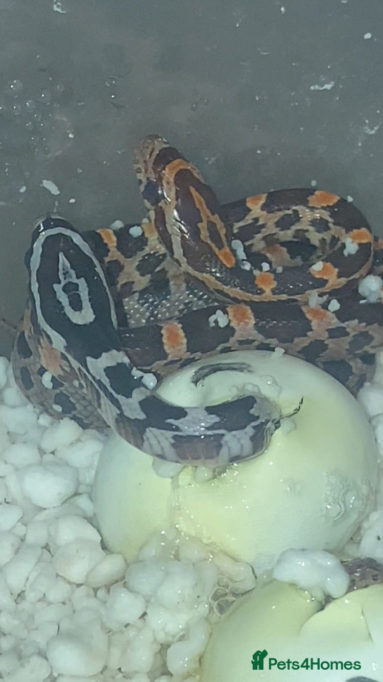 Corn Snake reptiles Baby Corn Snakes 🐍 Available Soon - Advert 4