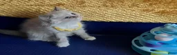 Ragdoll cats for sale: GCCF Сhampion Bloodline Ragdoll 5 GenPedigree 🏆🌟 - Advert 27