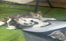 Mixed Breed cats for sale: 3 adorable little kittens ready for forever homes - Image 8