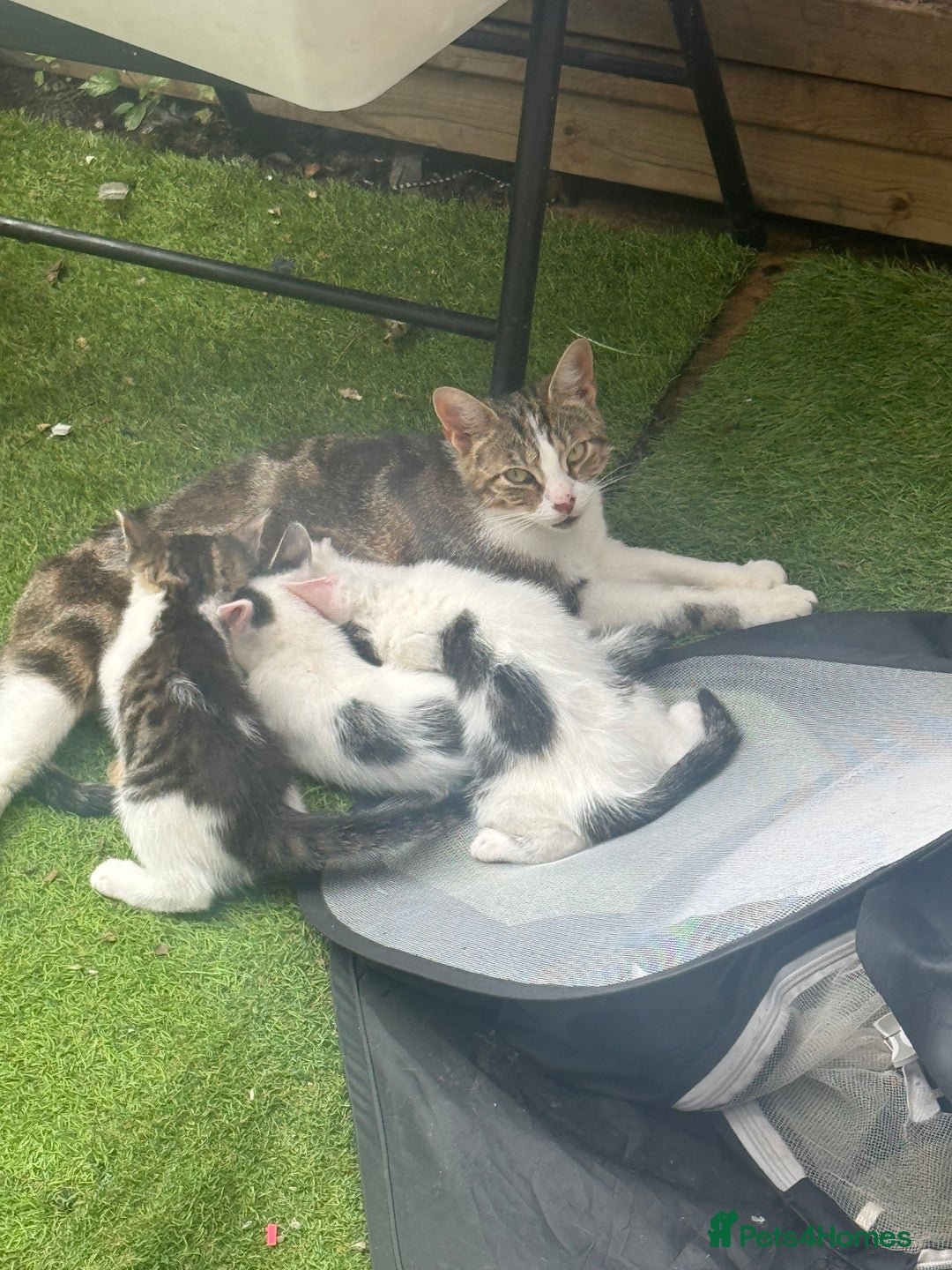 Mixed Breed cats for sale: 3 adorable little kittens ready for forever homes - Image 8