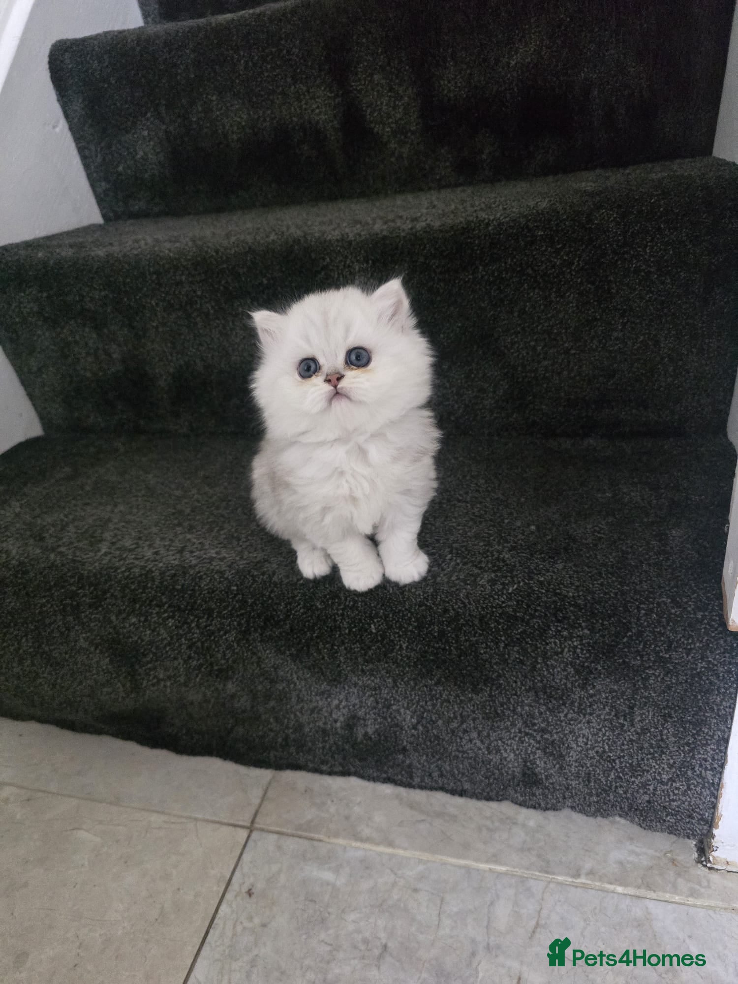 Persian cats Pure breed doll face persian chinchilla  - Advert 9