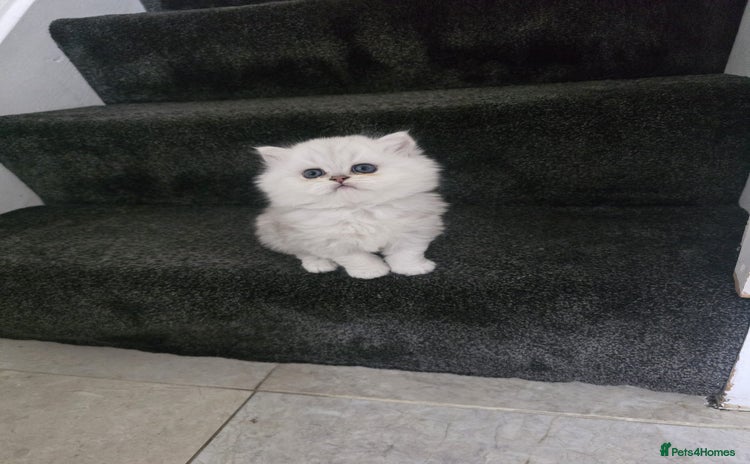 Persian cats Pure breed doll face persian chinchilla  - Advert 4
