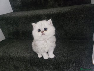 Persian cats Pure breed doll face persian chinchilla - Advert 5