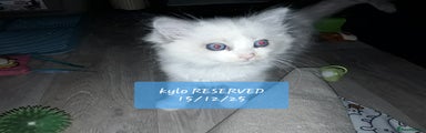 Ragdoll Kitten 1 RESERVED!!