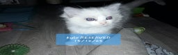 Ragdoll cats for sale: Stunning ragdolls - Advert 7