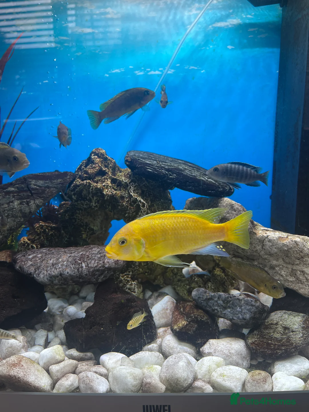 Cichlids fish for sale: Cichlids for sale  - Advert 6