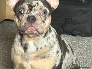 French Bulldog dogs Khalesi the french bulldog - Advert 1