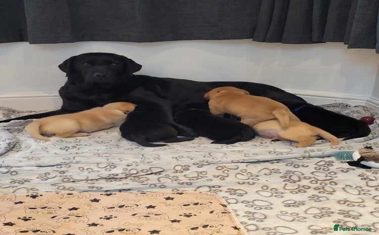 Labrador Retriever dogs - Advert 16