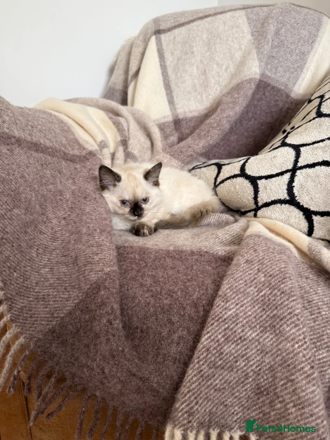 Ragdoll cats for sale: Ragdoll girl  ready now  - Advert 2