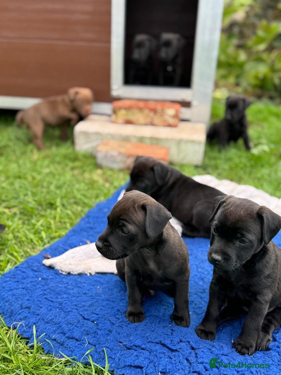 Patterdale Terrier dogs for sale: Patterdale puppies - Image 3