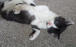 Mixed Breed cats for sale: Beautiful boy kittens - Image 3
