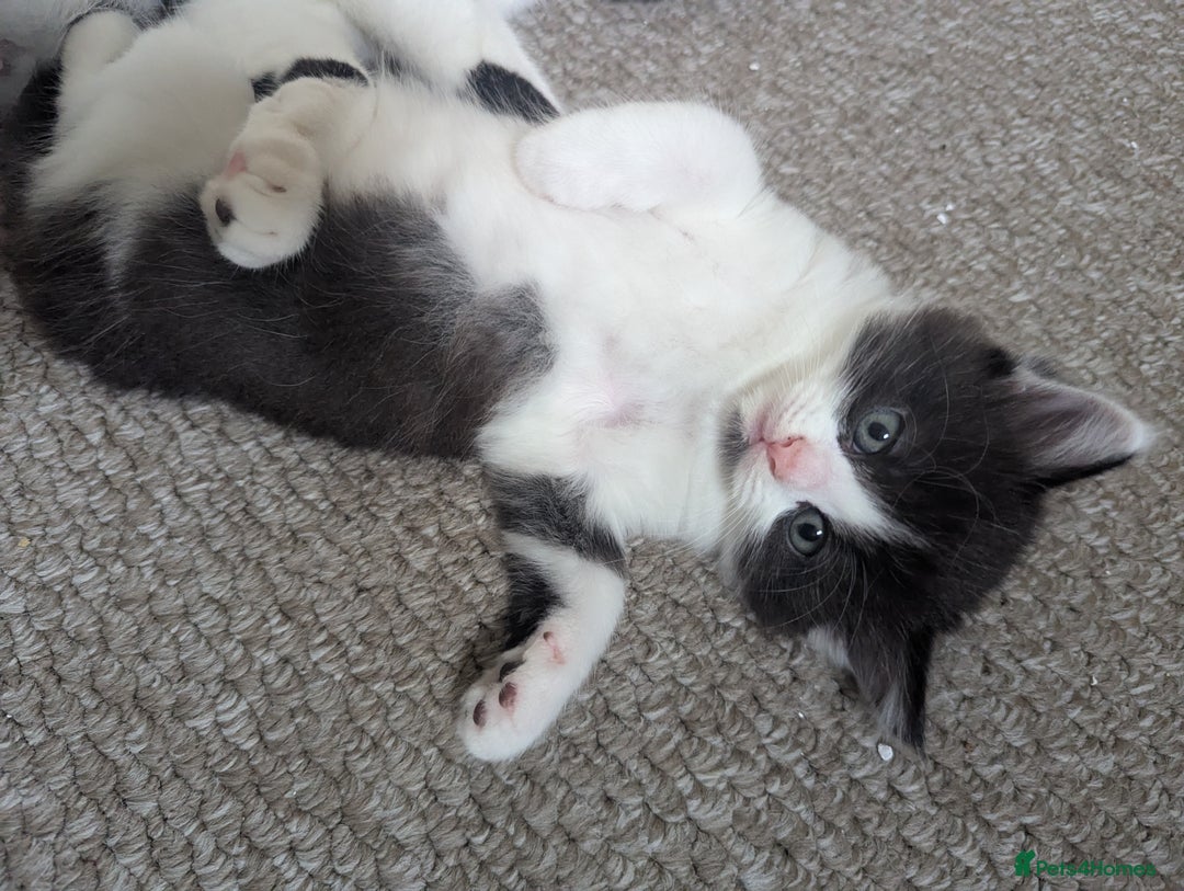 Mixed Breed cats for sale: Beautiful boy kittens - Image 3