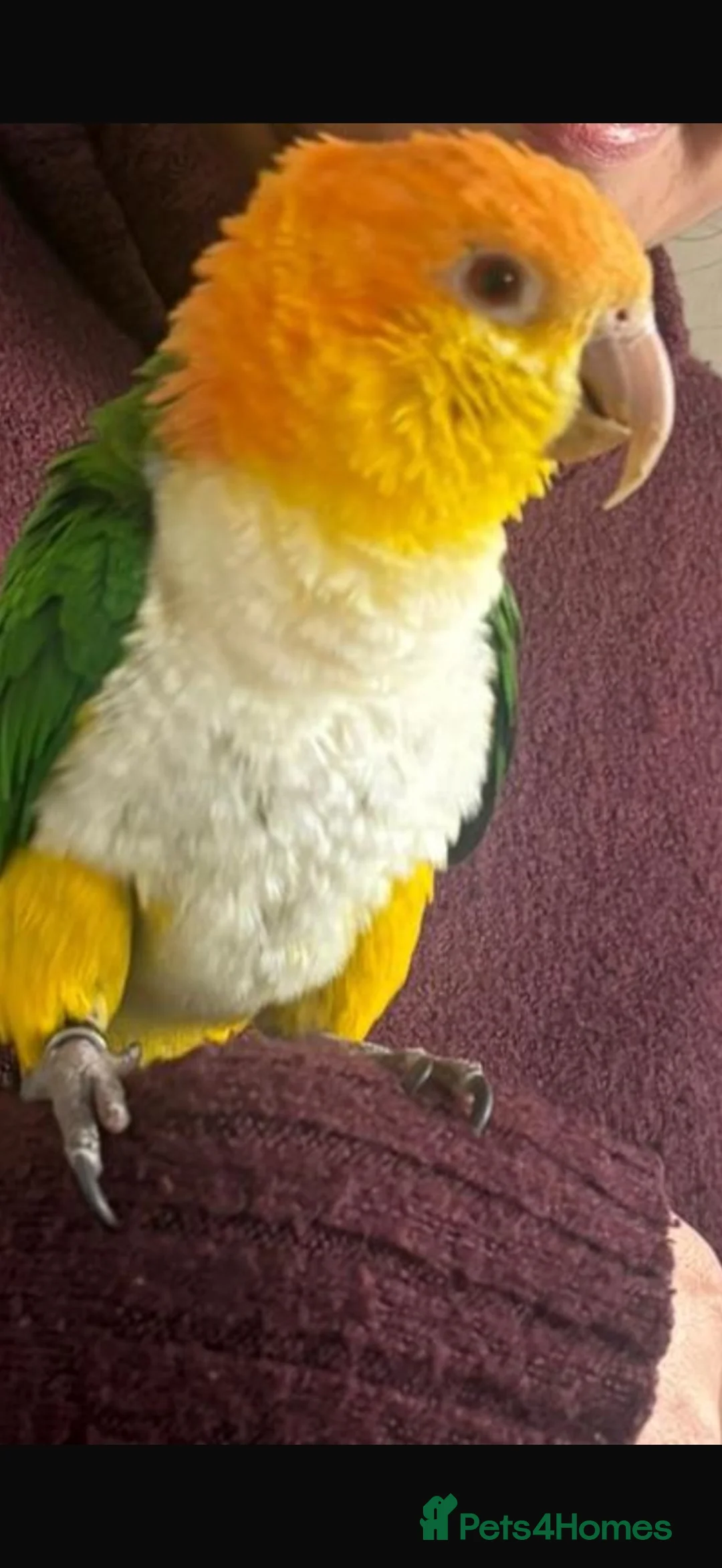 Parrots birds for sale: Yellow thighed caique-experienced home only in Stockport - Advert 2