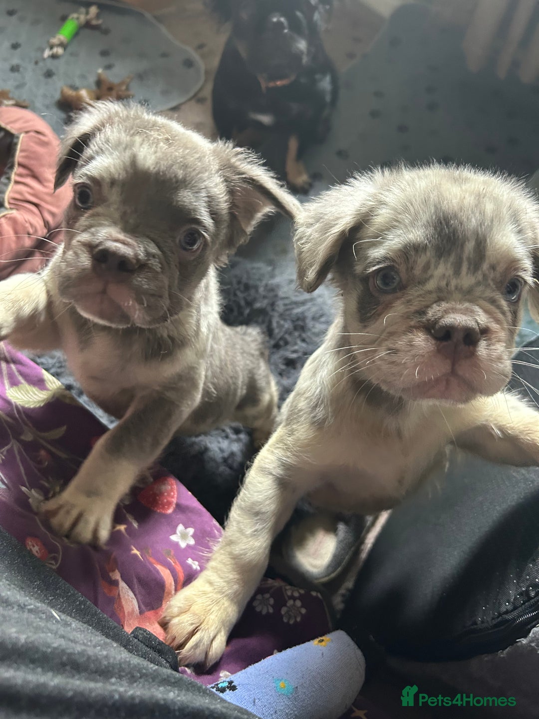 French Bulldog dogs for sale: Fluffy Frenchie - male (Yoda) - Reduced🔥🐾Ready Now🔥🐾Fluffy French bulldogs🔥🐾 - Image 10