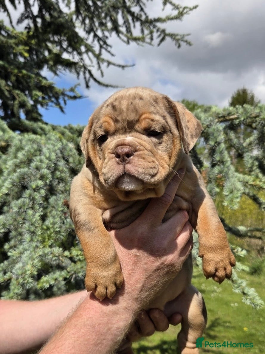 Olde English Bulldogge dogs READY NOW !!! RAINBOW OLD ENGLISH LITTER !!! - Advert 3