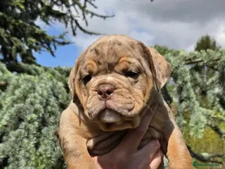 Olde English Bulldogge dogs READY NOW !!! RAINBOW OLD ENGLISH LITTER !!! - Advert 3