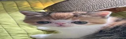 Exotic cats for sale: Gorgeous GCCF reg. kittens from Champions parents  - Advert 15