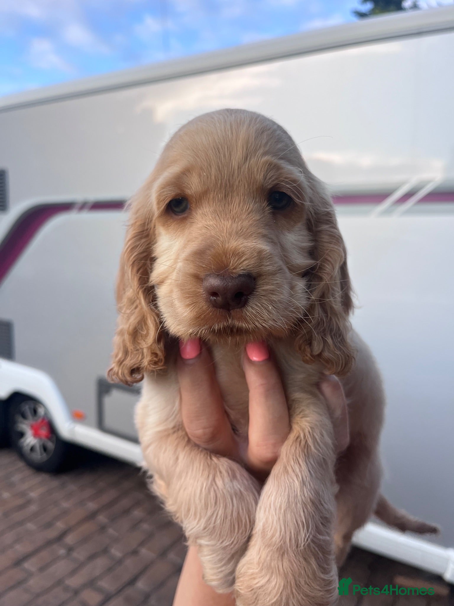 Cocker Spaniel dogs READY SOON 🐾 LAST GOLDEN BOY 🩵 - Advert 2