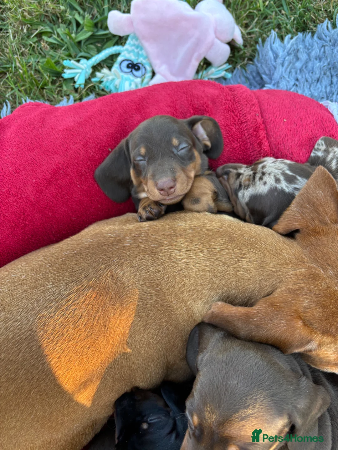 Miniature Dachshund dogs for sale: Superb quality KC registered Miniature Dachshunds - Advert 2